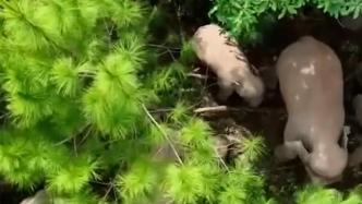 無人機拍到象媽媽靜靜守護小象睡覺溫馨畫面