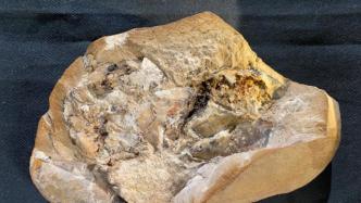 3.8亿年！科学家在史前鱼类化石中发现最古老心脏