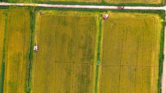 中国农民丰收节丨3300亩水稻成熟，“天府粮仓”颗粒归仓