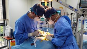 超低体重早产儿动脉导管粗大，上海医生床旁为其实施手术