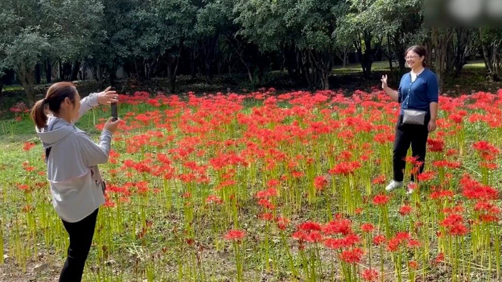 如火似霞！安徽马鞍山40亩彼岸花进入“盛花期”