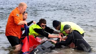 澳大利亚一海滩约230头鲸“集体搁浅”，仅35头存活