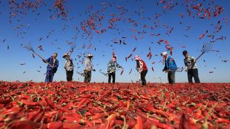 图集｜中国农民丰收节：神州大地采收忙，又是一年丰收季