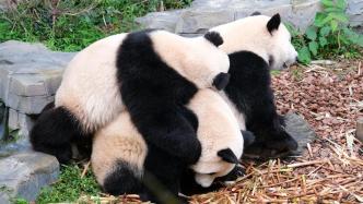 图集｜滚滚如期回归，成都大熊猫基地恢复开园