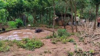 2.5吨重亚洲象掉入蓄水池，救援人员凿水池助其脱困