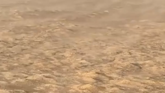 媒体：因持续干旱，鄱阳湖湖床裸露刮起“沙尘暴”