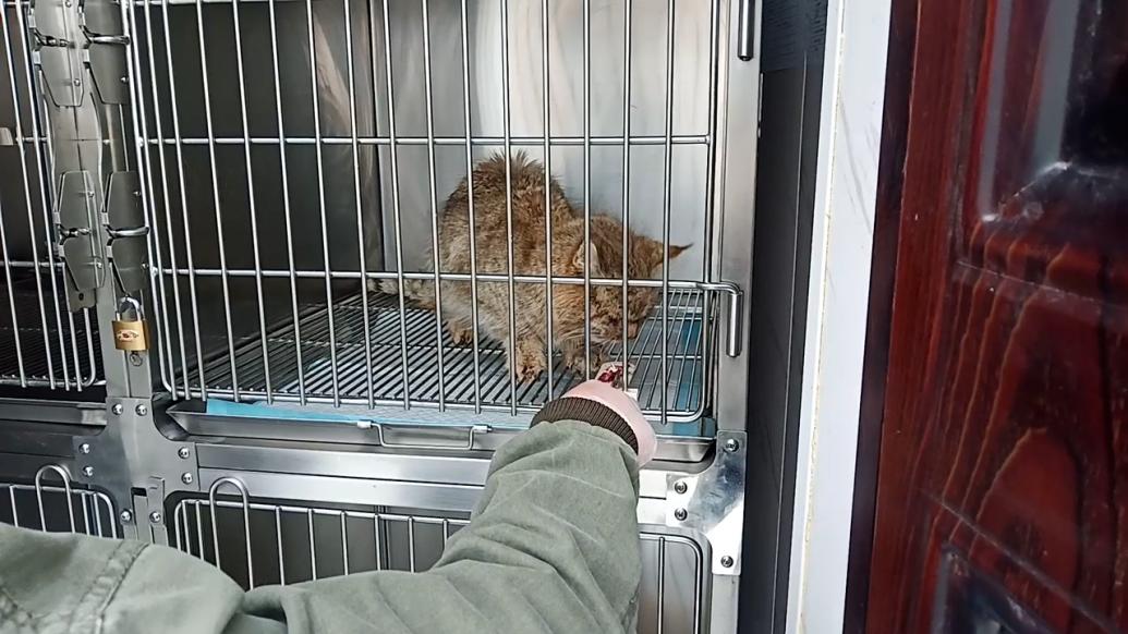 青海一荒漠猫获救半年后恢复健康，将定居动物园