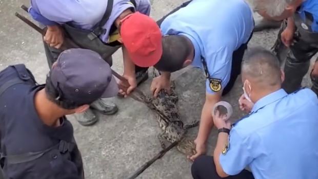 黄浦江的暹罗鳄被抓住了，已送至野生动物收容救助基地饲养