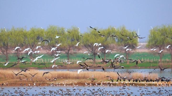 江河奔腾看中国｜山东巨野：湿地飞鸟入画来