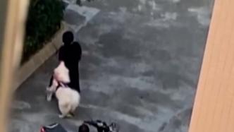 女子遛狗被自家萨摩耶咬伤手臂，居委会回应已处理该狗