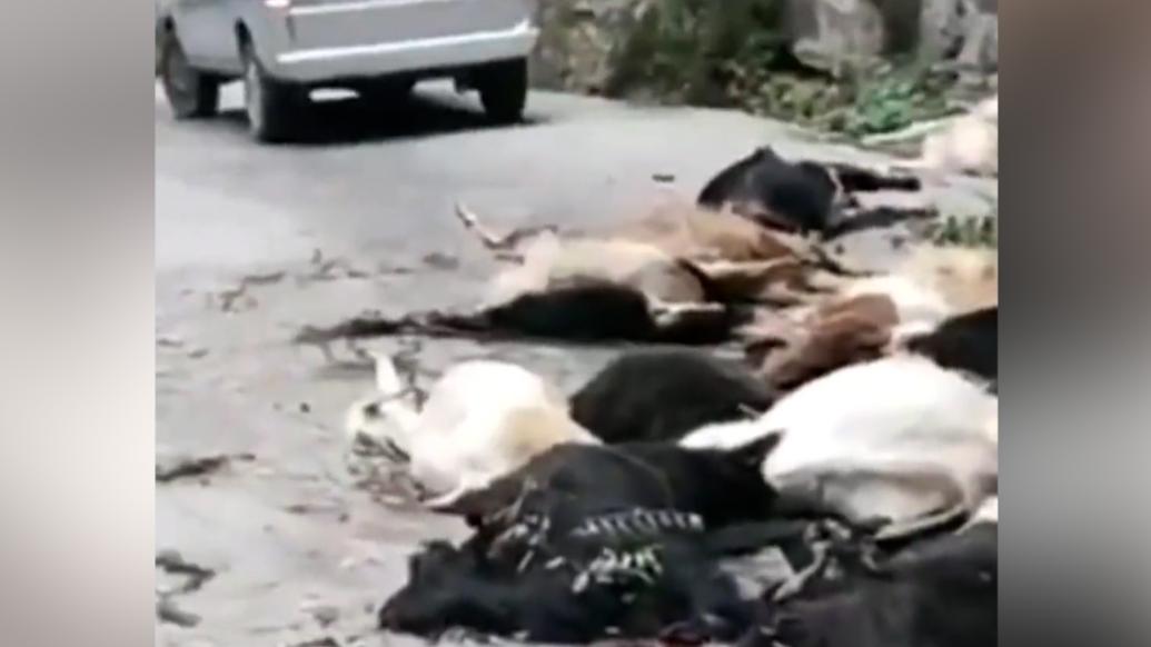 新乡近百只山羊集体坠崖死亡，景区：疑受汽车喇叭惊吓