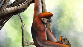 云南元谋发现目前最早的长臂猿祖先化石