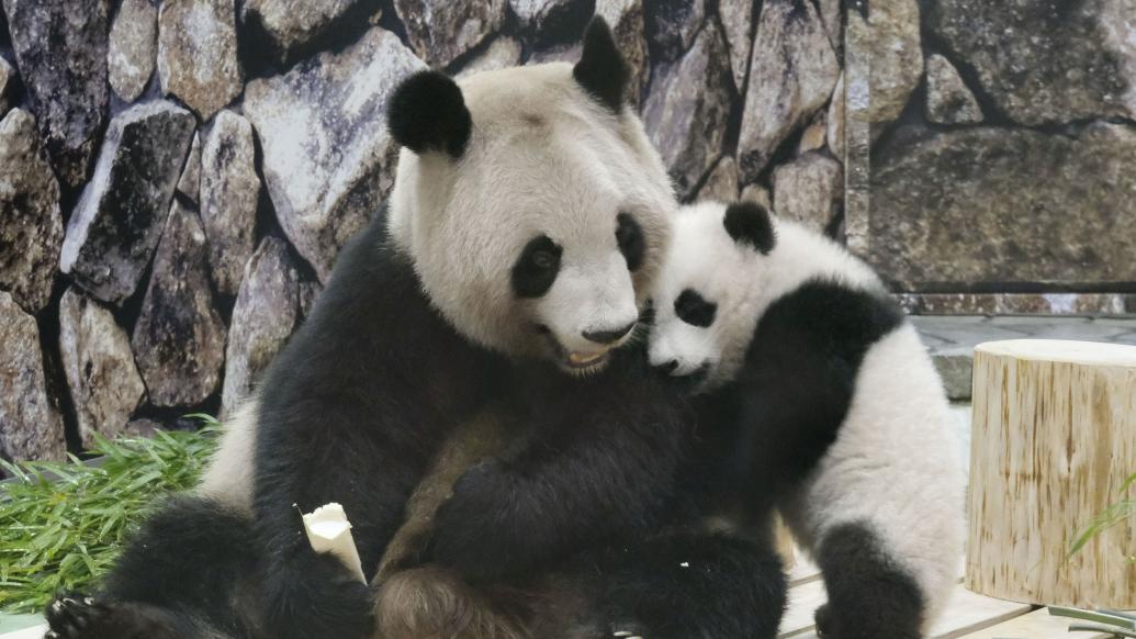 中日50年50人丨友谊使者：中日繁育保护大熊猫纪实