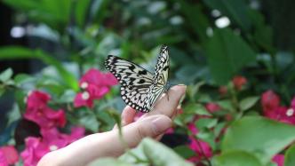 从幼虫到蝶蛹羽化，上海动物园赏蝶季将放飞近5万只乡土蝴蝶
