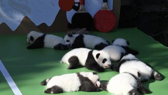 图集｜超萌预警！13只2022新生大熊猫亮相成都熊猫基地