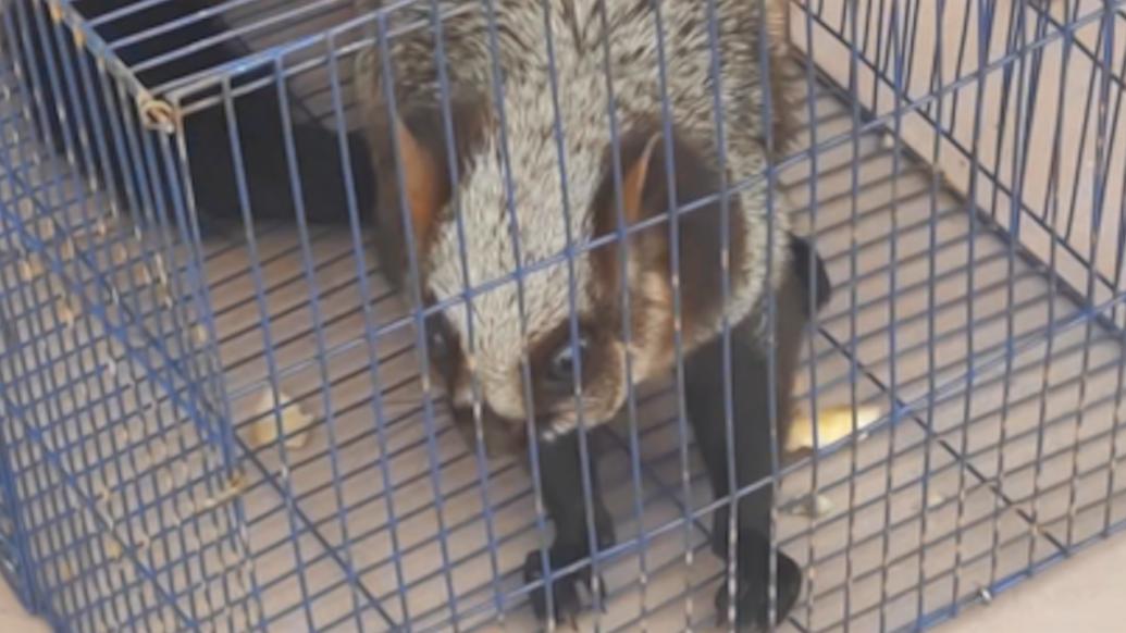 云南文山麻栗坡发现野生“飞狐”，误闯村民家已救助放生