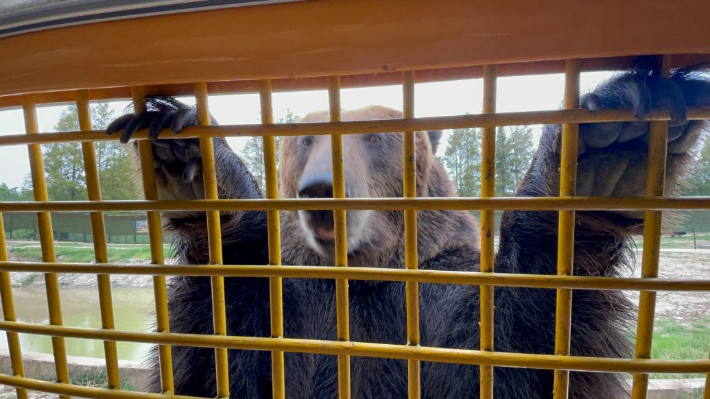 棕熊扒车，老虎巡视！上海野生动物园车入区的猛兽回归了