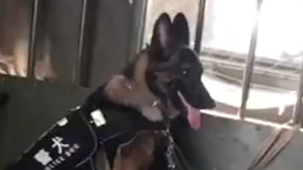 緝毒犬堅持站崗守護戰(zhàn)友