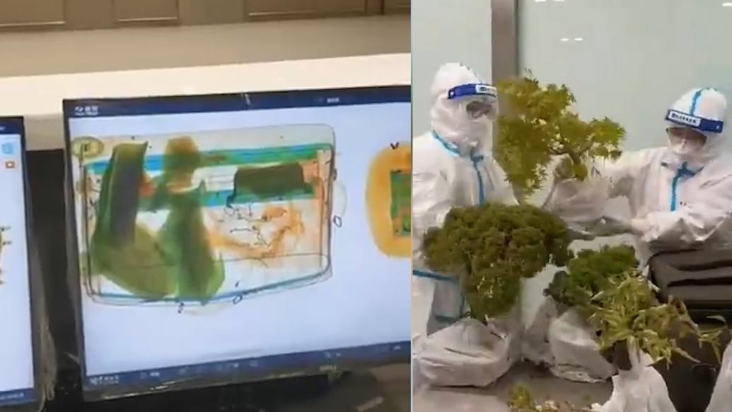 一个行李箱中藏6棵盆栽，青岛海关查获违规入境植株