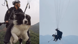 目瞪“狗”呆，长沙黑麋峰一跳伞教练带狗狗体验滑翔伞