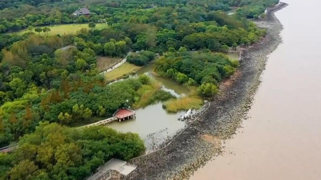 江河奔腾看中国丨“云”览上海炮台湾湿地，感受生态变化之美