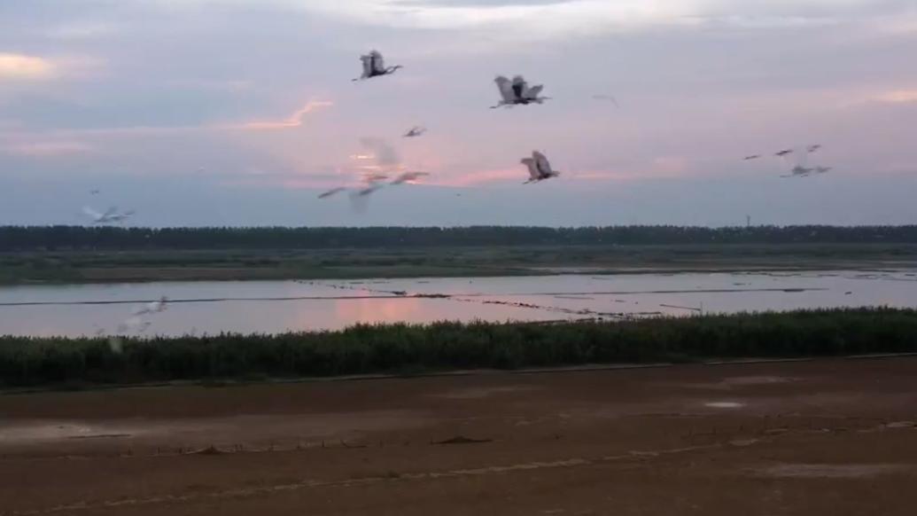 数万只白鹭栖息洪泽湖湿地，远看似繁星点点