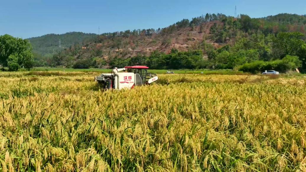 江西龙南：70亩“巨型稻”试种成功