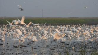 鄱陽湖南磯濕地倡議：不用無人機干擾鳥類，不駕車穿越保護區