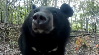 大巴山自然保护区摄像仪拍到黑熊：“一家三口”憨态可掬