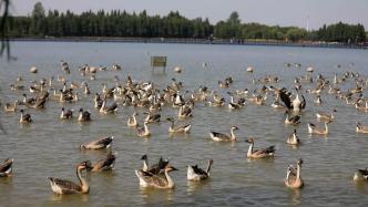 江河奔腾看中国丨在上海崇明岛的西沙明珠湖景区体验“纯氧”之行