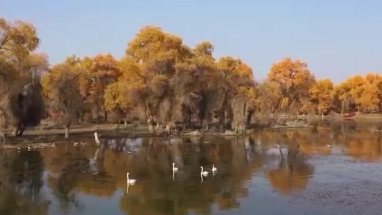 江河奔腾看中国丨穿行塔里木河，畅游天然胡杨林