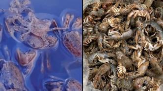 山东“拆盲盒式”赶海：烟台海滩现大量海肠、泸沽虾和螃蟹