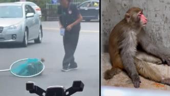 温州伤人猴子事件续：已“抓获”移交动物园看管