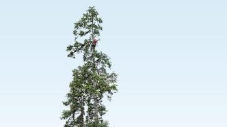 83.4米！“中国第一高树”云南黄果冷杉完成测量，巨树等身照发布