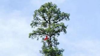 对话中国第一高树攀爬测量者：到顶时担心树断，适应后睡了会