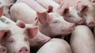 受豬肉價格上漲、歐洲禽流感影響，豬肉、雞肉板塊開盤大漲