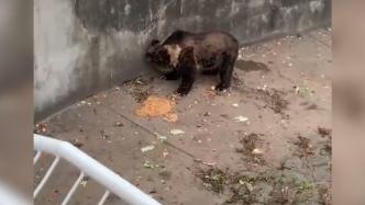 动物园回应“游客乱投喂致熊呕吐”：已对熊山封闭式改造