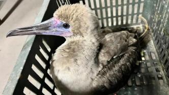 上海首次发现红脚鲣鸟！系国家二级保护动物
