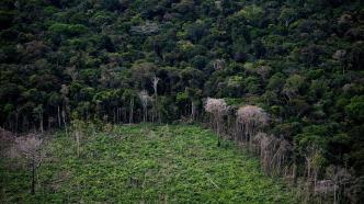 亚马孙森林砍伐率上月创下新高，相当于两个纽约面积森林流失