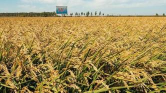 发力水稻生物育种：大北农旗下金色农华种业与中国农科院合作