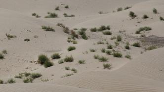 国家林草局公示12个拟划定的国家沙化土地封禁保护区