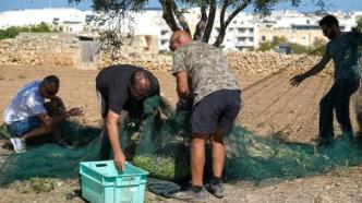 马耳他又迎一年橄榄收获季