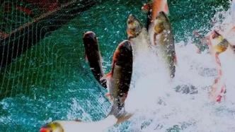 破解东江鱼产业发展瓶颈，湖南资兴市人大农业农村委献策