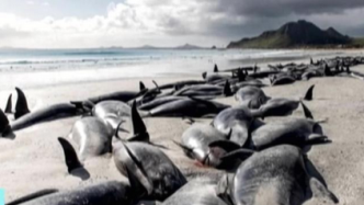 又有240头领航鲸在新西兰海岛搁浅死亡，尚不清楚搁浅原因