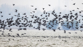 今年首批冬候鸟抵达洪泽湖湿地