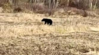 村民在田里连续两天遭遇黑熊，村干部：环境保护得好动物多了