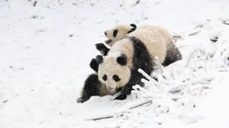 大熊猫国家公园四川片区基本完成勘界落图