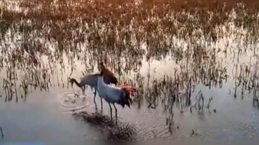 内蒙古:野生丹顶鹤在图牧吉保护区栖息觅食,准备南迁越冬
