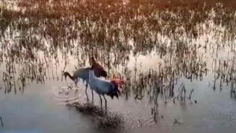 内蒙古：野生丹顶鹤在图牧吉保护区栖息觅食，准备南迁越冬
