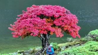 美若仙境！云南香格里拉这棵树“红”遍网络